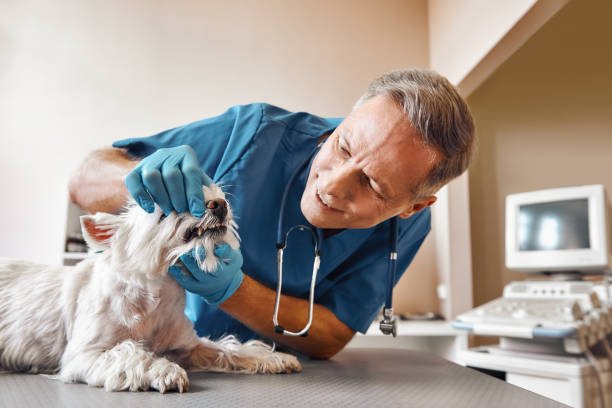 Best Emergency Dental Care for Broken or Chipped Teeth in North New Hyde Park, NY